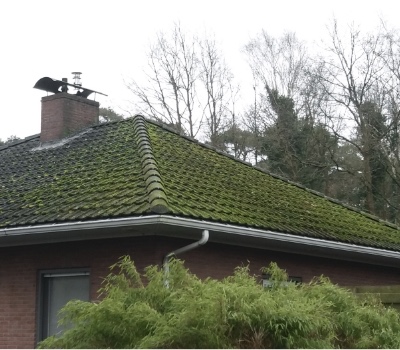 Is het ontmossen van daken noodzakelijk?